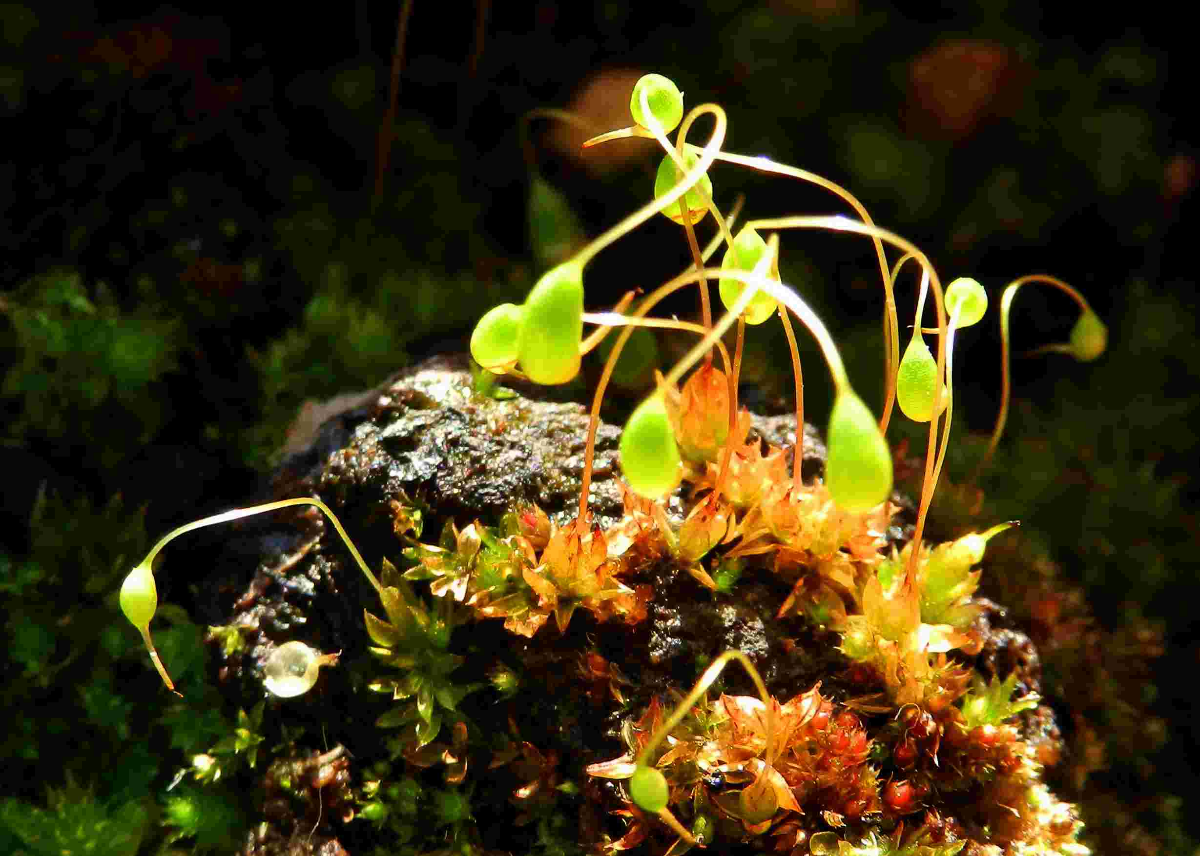 Bryum sp